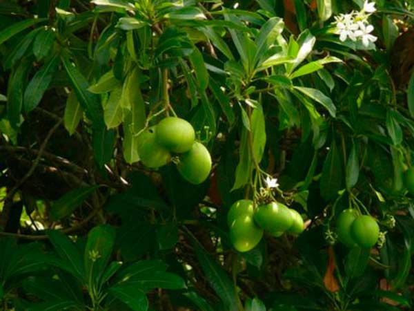 Amadeo e Hijos S.L. semillas para arboles 